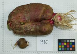 ROOT